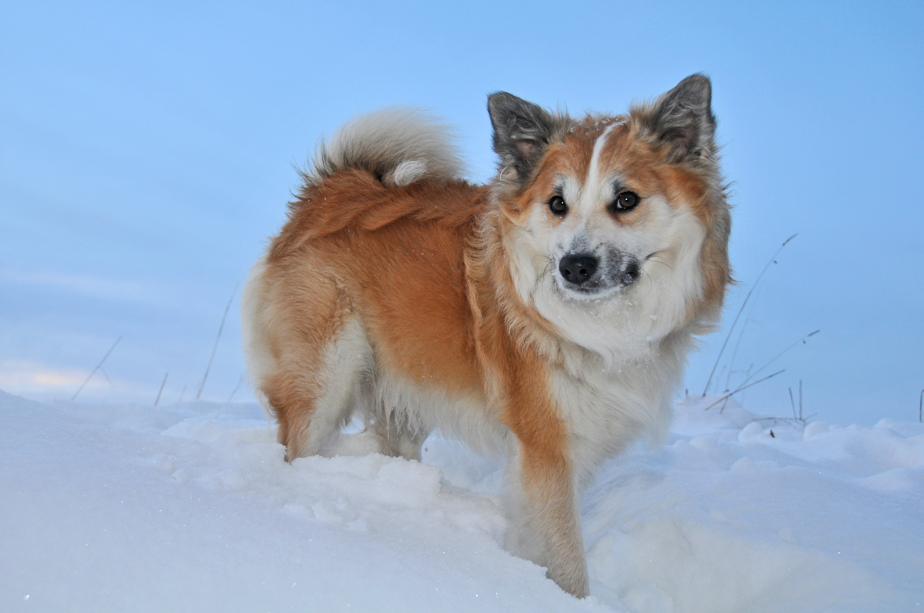 snow-cold-winter-dog-fur-whiskers-1377356.jpg