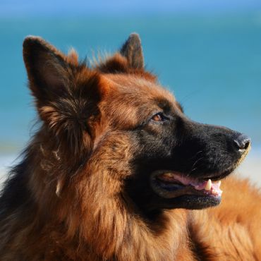 Owczarek niemiecki — odważny pies pracujący i wierny towarzysz
