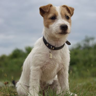 Foksterier — energiczny pies o instynkcie łowieckim zapisanym w genach