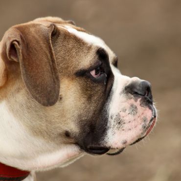 Buldog amerykański — pies o korzeniach brytyjskich