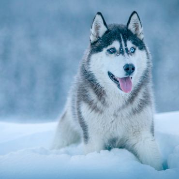 Alaskan Malamute  — arktyczny pies zaprzęgowy